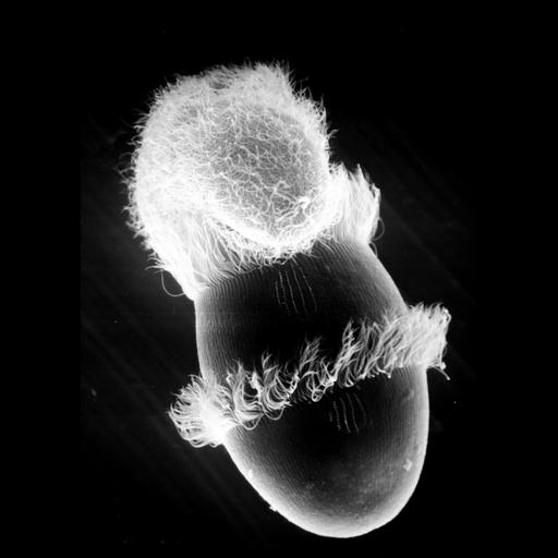 eukaryotic cell