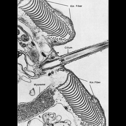 cilium